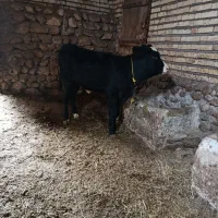 گاو سیمینتال با گوساله سیمینتال|حیوانات مزرعه|ماهنشان, |دیوار