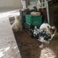9عدد مرغ خروس 8 ماه جوان