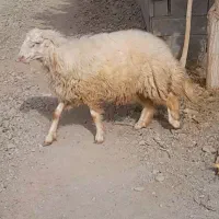 بره قوچی سنجابی|حیوانات مزرعه|کاشمر, |دیوار