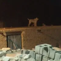 سگ گله افغان اصل|سگ|بیرجند, |دیوار