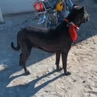 سگ لاس سرابی گله|سگ|اصفهان, باغ زرشک|دیوار