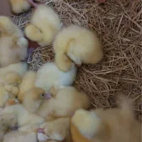 فروش کلی و تکی جوجه غاز نژاد دار