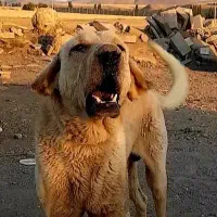 سگ پژدر درشت|سگ|تهران, آذربایجان|دیوار