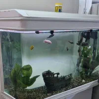 آکواریوم شرکتی دلسا|ماهی|ری, هاشم‌آباد|دیوار