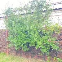 فروش ویلاباغ شهرکی1700متری مبله در منطقه آزاد|فروش خانه و ویلا|خشکبیجار, |دیوار