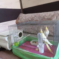 عروس هلندی|پرنده|رامشیر, |دیوار