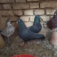 کفتر تهرونی پرشی|پرنده|خمینی‌شهر, |دیوار