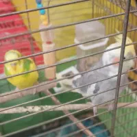 فروش یک عدد عروس هلندی سخنگو بهمراه مرغ عشق