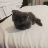 بچه گربه اسکاتیش فولد