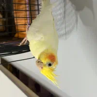 لوتینو مولد بالغ۲