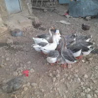 بوقلمون  محلی و غاز|حیوانات مزرعه|اندیمشک, |دیوار