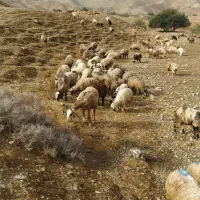 151 راس میش بره دار و آبستن گلون گرم|حیوانات مزرعه|جره و بالاده, |دیوار