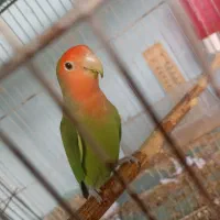 طوطی برزیلی صورت هلویی