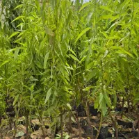 نهال بادام اصلاح‌شده تحویل مستقیم از نهالستان|خدمات باغبانی و درختکاری|رودشت (چهارمحال و بختیاری), |دیوار