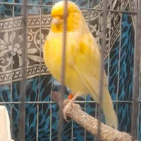 قناری ماده|پرنده|هشتگرد, فاز ۷ مهستان|دیوار