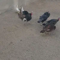 مرغ بوقلمون