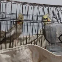 عروس هلندی نروماده|پرنده|اسلامشهر, شهرک سعیدیه|دیوار