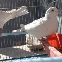 پرنده زینتی|پرنده|شهرکرد, |دیوار