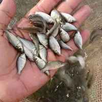 بچه ماهی|ماهی|شوشتر, |دیوار