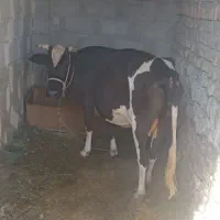 سراوان خیابان خمزه شماره تماس