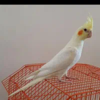 ۳۰عدد جوجه عروس هلندی|پرنده|بروجرد, |دیوار