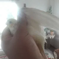 عروس هلندی لوتینو رام