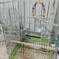 عروس هلندی ماده. آماده جفت گیری و جوجه کشی|پرنده|محمدشهر, ولدآباد|دیوار