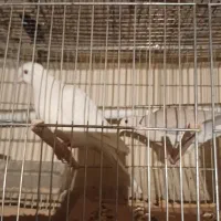 کبوتر خانگی|پرنده|همدان, |دیوار