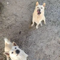 سگ ماده جفت خورده آبستن