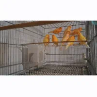 ۸۰عدد قناری سوپری سرخ درشت