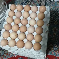 تخم مرغ محلی و رسمی تازه‌و درشت|خوردنی و آشامیدنی|همدان, |دیوار