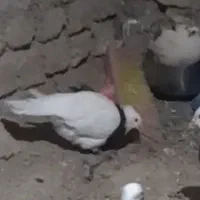 طوقی|حیوانات|بهشهر, |دیوار