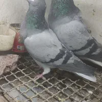 خرقه کیپ کج دم بدرنگ|پرنده|فولادشهر, مسکن مهر فولادشهر|دیوار