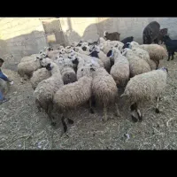 خرید وفروش بز وگوسفند عراقی