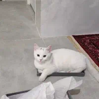 گربه|گربه|شاهرود, |دیوار