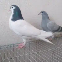 کبوتر روسری و خرقه دمگیر