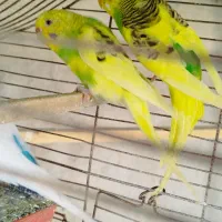 4عددمرغ عشق