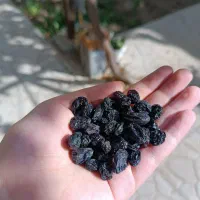 کشمش سیاه افتابی
