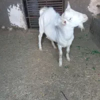 بز سانن اصل چاووش|حیوانات مزرعه|گناباد, |دیوار