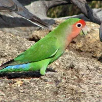 (( طوطی کوتوله معاوضه توضیحات))