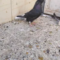 کفتر ماده سیاه دم سفید