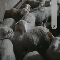 بره نر