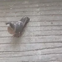 چپ دم رنگی|پرنده|بجنورد, |دیوار