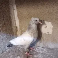 کفتر