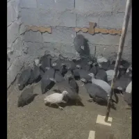 مرغ شاخدار|حیوانات مزرعه|کرمان, |دیوار