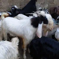 تگه پاکستانی چپش نر..نربز