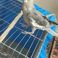 عروس هلندی گل باقالی