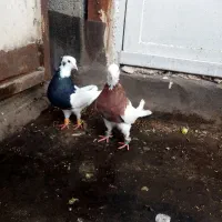 طوقی نر و ماده کاکلی