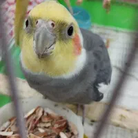 فروش عروس هلندی سخنگو