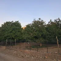 باغ گردو نقلی خوش قواره موقعیت خوب سراشیان کرمجگان|فروش زمین و ملک کلنگی|قم, مسکن مهر|دیوار